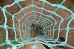 Dernier épisode araignée