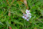Androsace petit jasmin