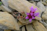 Saxifrage à grands pétales