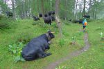 Salut les vaches, on ne fait que passer