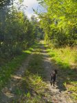 Le chemin forestier est confortable et nous bénéficions du soleil.