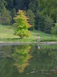 Reflets sur la mare