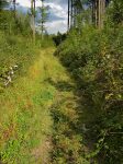 On remonte ce chemin forestier