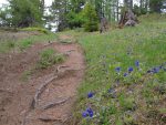On continue notre montée, passage qui met les muscles à rude épreuve, mais les campanules égaient la montée.
