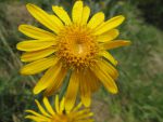 Une arnica