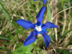 Une gentiane