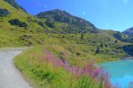 Epilobes et lac émeraude