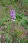 Je fus surpris de voir encore des orchis, mais aussi enchanté, cette fleur est si belle