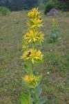 Gentiane jaune, insecte en prime