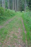 Puis forêt