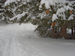 Ouf ! La trace s'éloigne des pistes et tourne à droite dans la forêt (Forêt des Ecottis)