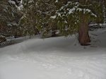 On rentre dans la forêt, juste de quoi passer.