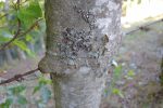 L'arbre a gagné contre le barbelé !