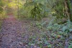 On s'enfonce dans la forêt