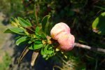 Tiens le fruit d'un rhododendron