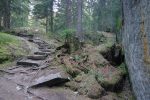 Joli passage aménagé en forêt