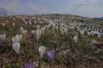 Au raz des pâquerettes ... enfin crocus