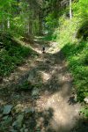 Chemin pentu en forêt