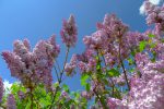 Du lilas