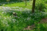 Dans une propriété, narcisses à gogo