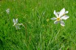Narcisses