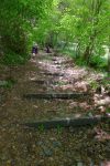 Escaliers dans la forêt