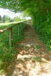 Coincé entre la forêt et le champ
