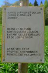 Narcisses en diminution, il est toujours possible de ramasser un bouquet, sans les feuilles, mais pas dans les espaces privés comme ici