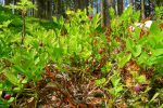 Myrtilliers en fleurs
