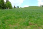 Sous le sommet, champ de narcisses et sans interdiction !