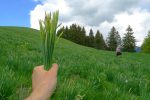 Le bouquet, enfin en devenir