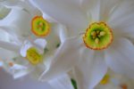 Macro sur une fleur, toujours deux jours après