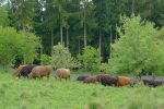 Les vaches retrouvent leur appétit, à la montée c'était la sieste à l'ombre