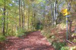Après avoir traversé la route, descente en forêt