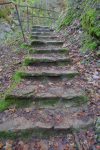 Retour en forêt