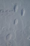 Tiens une trace de lièvre