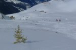 Un arbuste courageux