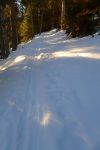 Montée en forêt
