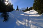 Ca sent la fin de la forêt