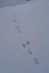 Traces d'un lièvre