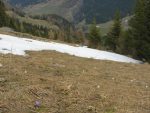 Après être repassé devant Les Arpalles, j'ai repris la route en partie enneigée dans ce secteur. Les crocus sont déjà dehors.