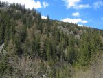Je suis passé dans cette forêt
