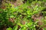Des myrtilles en devenir