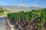 Vignobles. Vue arrière