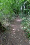 La suite de la progression se fait essentiellement dans la forêt