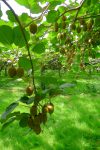 Les branches sont chargées de kiwis