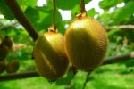 Kiwis en macro