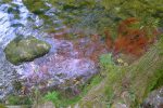 Algues rouges dans l'eau