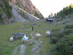 Alpja, 2099m et ses moutons (race valaisanne)