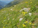 Un vrai jardin alpin, il fait chaud, mais que c'est beau !